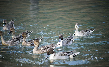 ȫ�ԄӼ�ˎ�b����ô�����B���Uˮ��COD�����D�ģ�