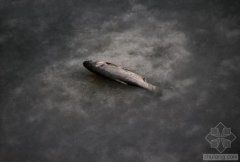 中國水污染問題很嚴重 帶您簡單看幾個案例(圖文) 中國水污染問題很嚴重 帶您簡單看幾個案例(圖文)